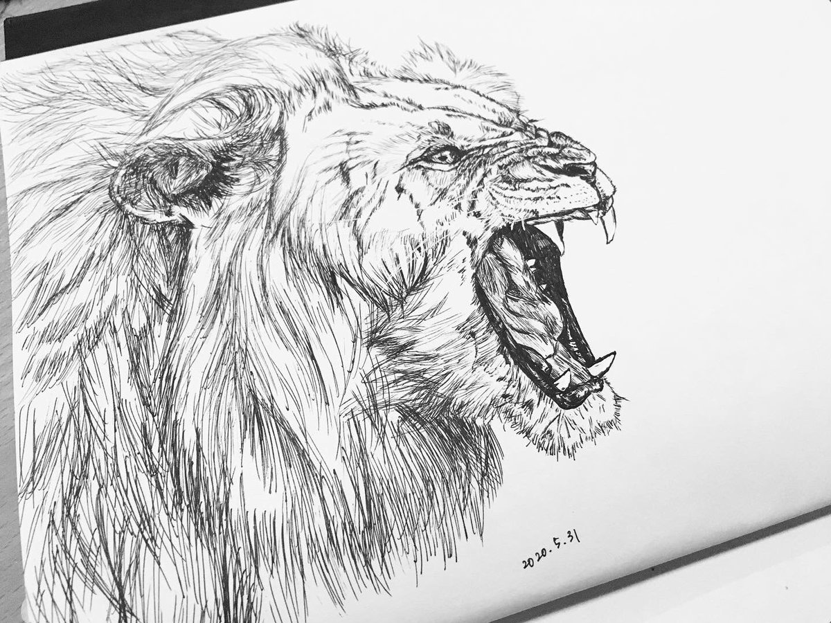 تويتر Kay Skedrawdle على تويتر 今日1歳の娘がはじめて ライオン って言った記念に イラスト好きさんと繋がりたい ライオンイラスト 動物イラスト ボールペン画 ボールペンイラスト T Co 4roylufm0d