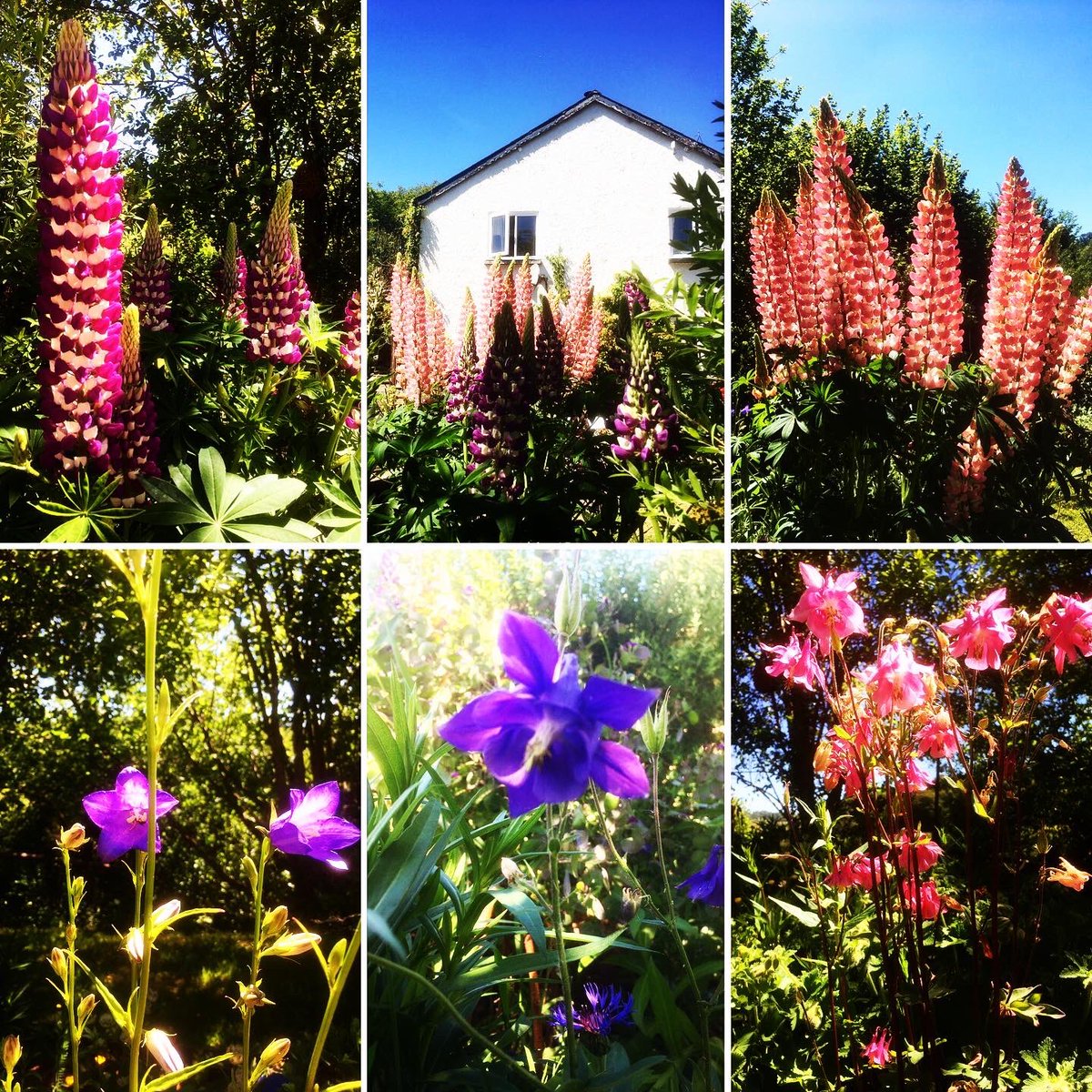 Loving the Garden colours! #lupin #gardenvibe #liveauthentic #visualsoflife #splendid_flowers #thefloralseasons #raw_allnature #GardenersWorld #garden #outdoorphotography #naturepotd #ruralescape #ruralliving #nature_perfection #BeautyOfNature @theacornhut @BeaconsPhotos @Airbnb