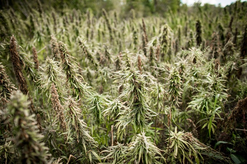 THEMMEXCHANGE's tweet photo. Vermont Agency of Agriculture finalizes hemp rules 

https://t.co/Bs1qIcgQgX #MME #Hemp #Vermont https://t.co/XDcU9OGIEn