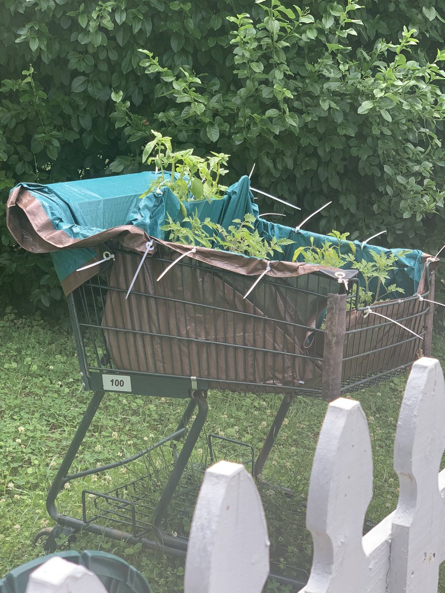 cclaytonr's tweet photo. This makeshift garden of tomatoes and basil in downtown #chapelhill always makes me smile. #garden #growsomethinggood https://t.co/tbptuOFelP
