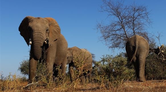 ElephantCouncil's tweet photo. Namibia 
Authorities kill 10 elephants in 'cull' to 'protect' farmers, crops https://t.co/Hpf2so9aOn https://t.co/OlWRuX3hRd