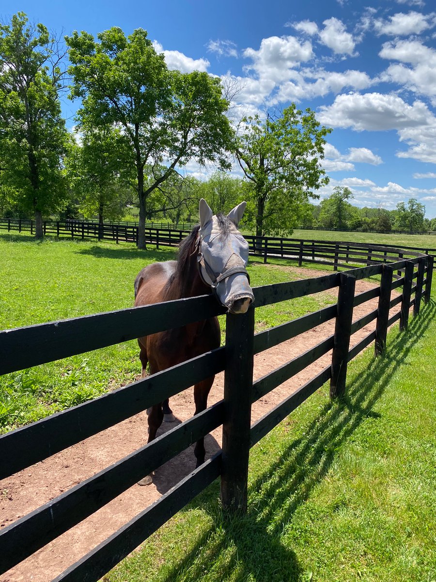 visiting Sweet Lou at Diamond Creek farm today. Still looks like he’s ready to hook to a sulky!