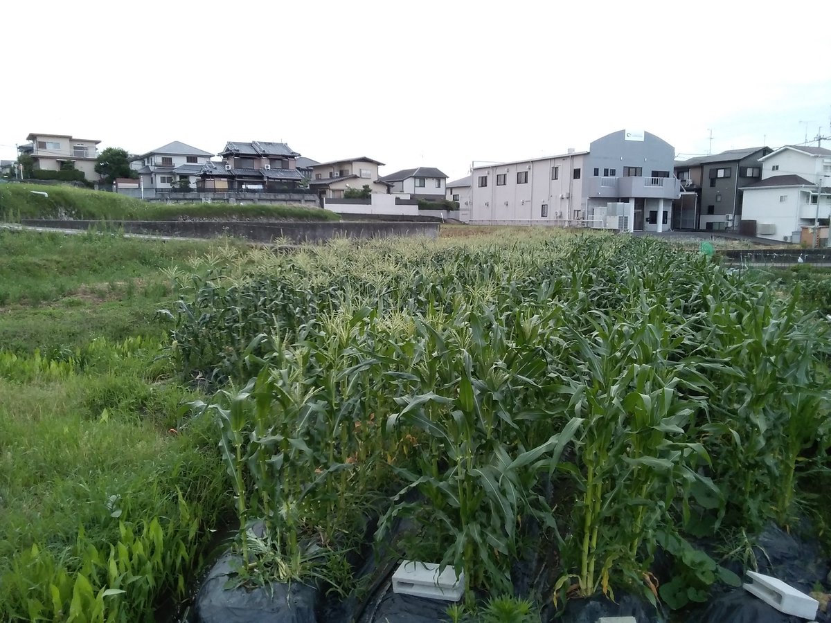 農園 寺田