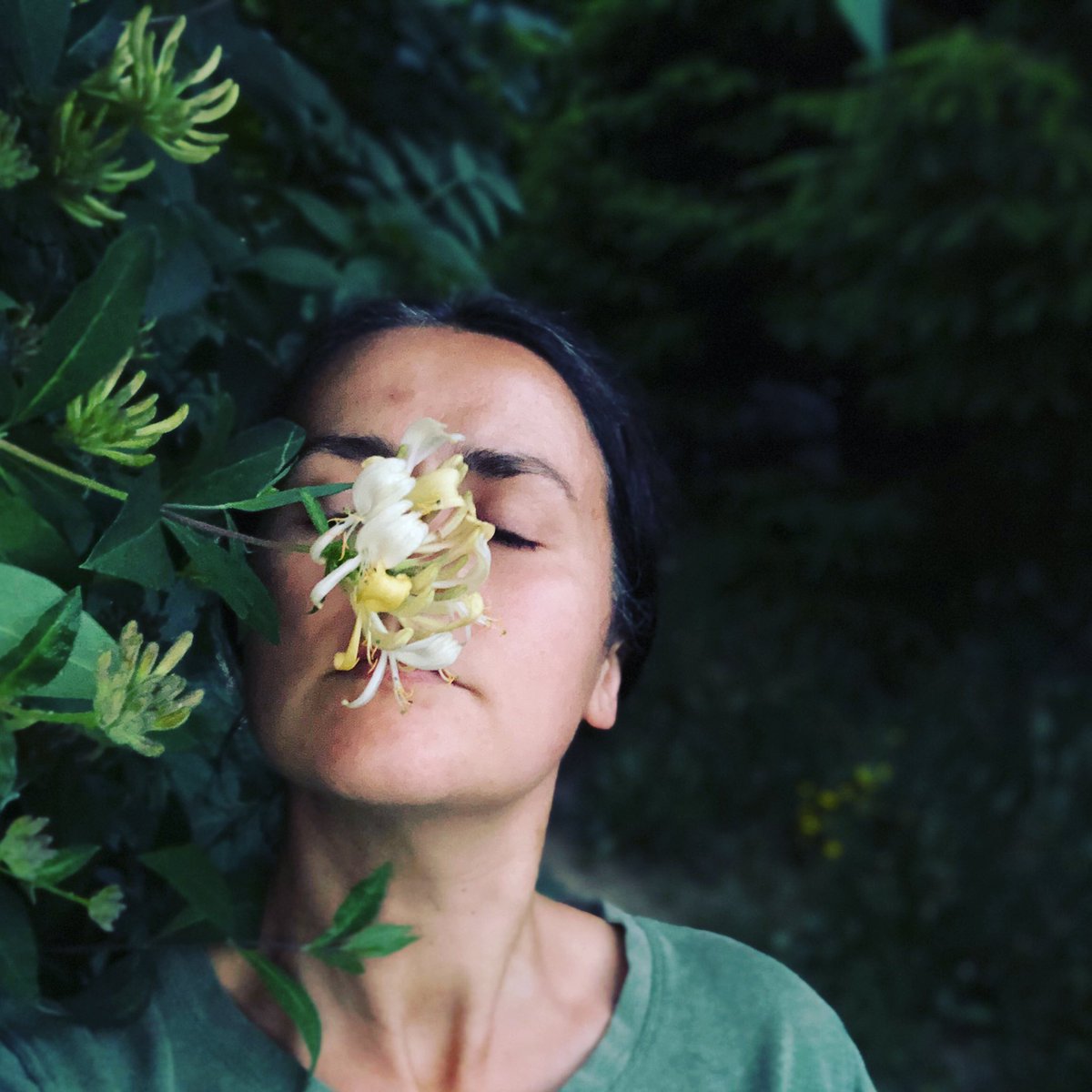NaturalSalena's tweet photo. After doing this evenings slug patrol as I walked back to our caravan I was greeted by this delicious aroma from the honeysuckle that has wrapped around our elder trees. Honeysuckle ALWAYS puts a smile on my face and in my heart. #honeysuckle #summersmells #slugpatrol https://t.co/P5CWwrk95w