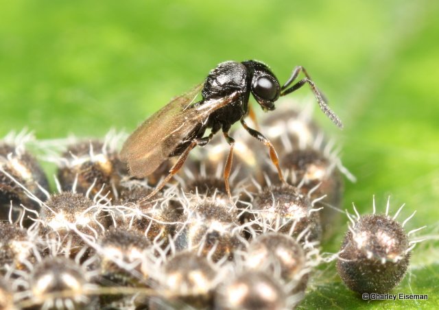 If insect damage stays low, chances are your pests are now prey for natural enemies that found their way to your garden and are keeping the pest population in check. If the damage is high, consider homemade insecticides, there are many recipes out there, a simple one (soap+water)