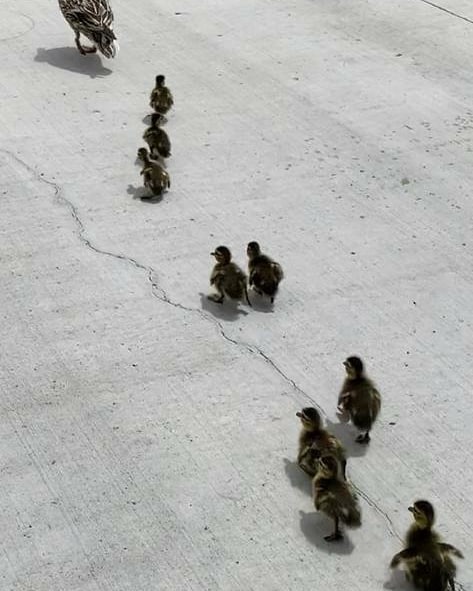 Campus Security tweet media