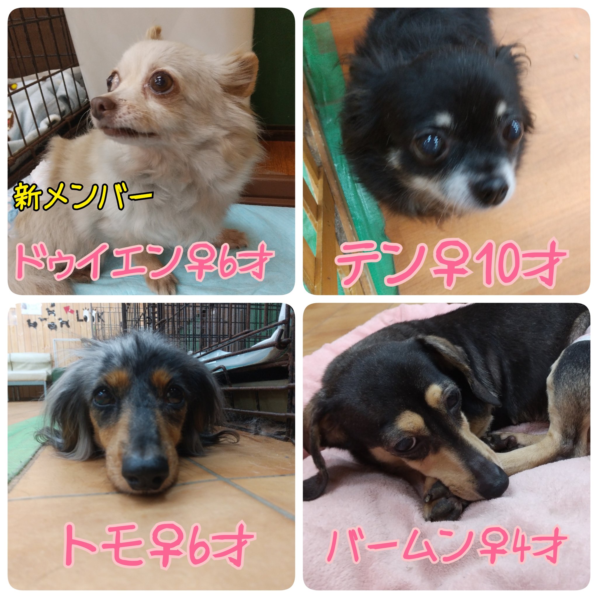 歌丸 Utamaru 00 Twitter