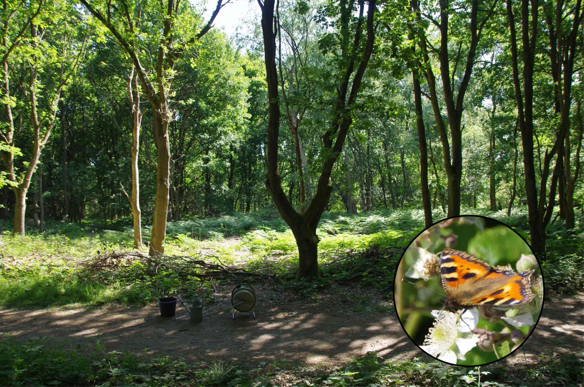HarrowNCF's tweet photo. Taken this morning: in this hot dry weather we are watering the saplings planted last winter in Stanmore Country Park. The barrel carries 40 litres, we fill it at the Old Dairy at the top of Wood Farm. Inset: small tortoiseshell seen as I trundled the barrel back up the hill! SRB https://t.co/yW3sGILWgi