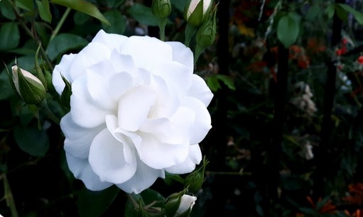LVTIA's tweet photo. There will ALWAYS be beauty.

Thanks @LesLeMonAuthor https://t.co/CRbeuMYjW8