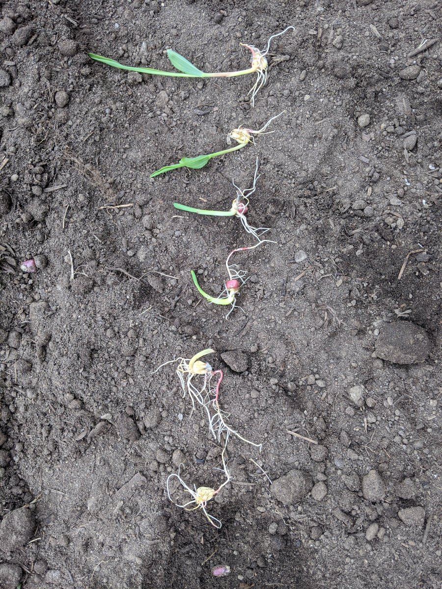 SELKinderD's tweet photo. Remember our project of SEED SPROUT. Mrs. M was planting her corn plants on the weekend. https://t.co/68e7VUA6Bq