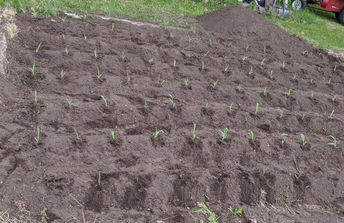 SELKinderD's tweet photo. Remember our project of SEED SPROUT. Mrs. M was planting her corn plants on the weekend. https://t.co/68e7VUA6Bq