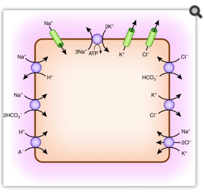 9/ 28mmol/L of HCO3- physiologically it is more likely to cause a K+ shift in the opposite direction. If you are interested in the intricacies of K+ homeostasis at a cellular level in response to pH I would highly recommend this paper by Aronson et al  https://bit.ly/2TUUy49 