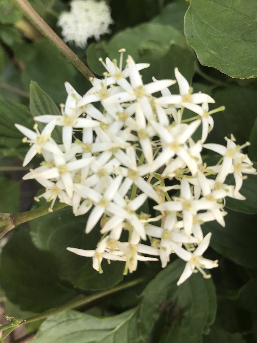 ChristopherWormanMBE tweet media