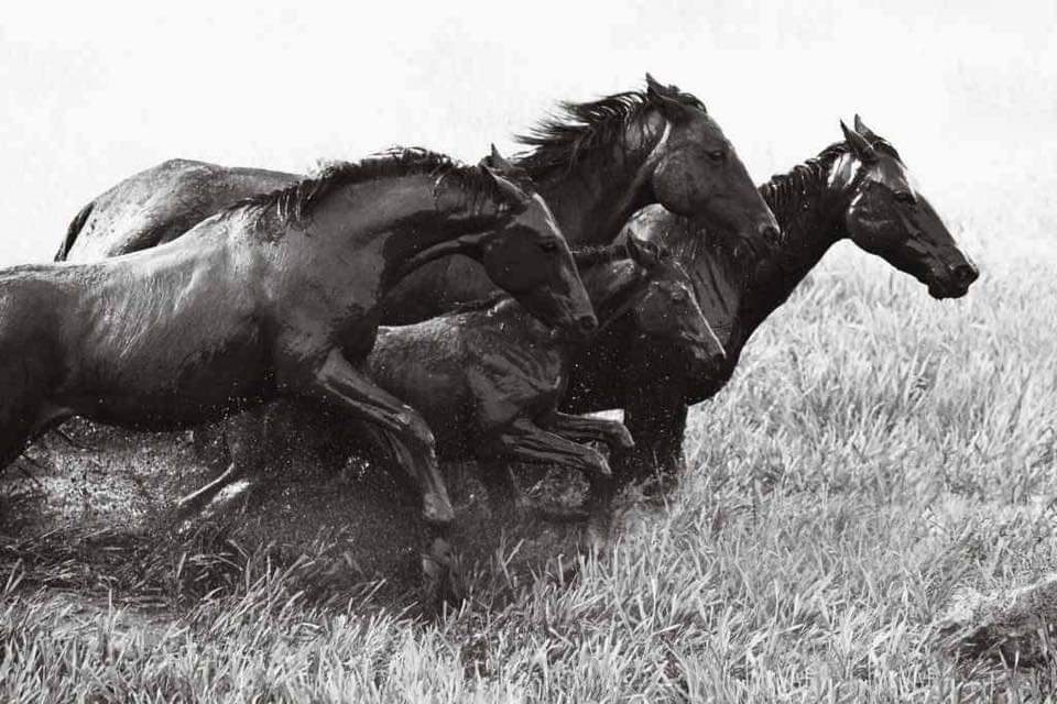 neveen hassan tweet media