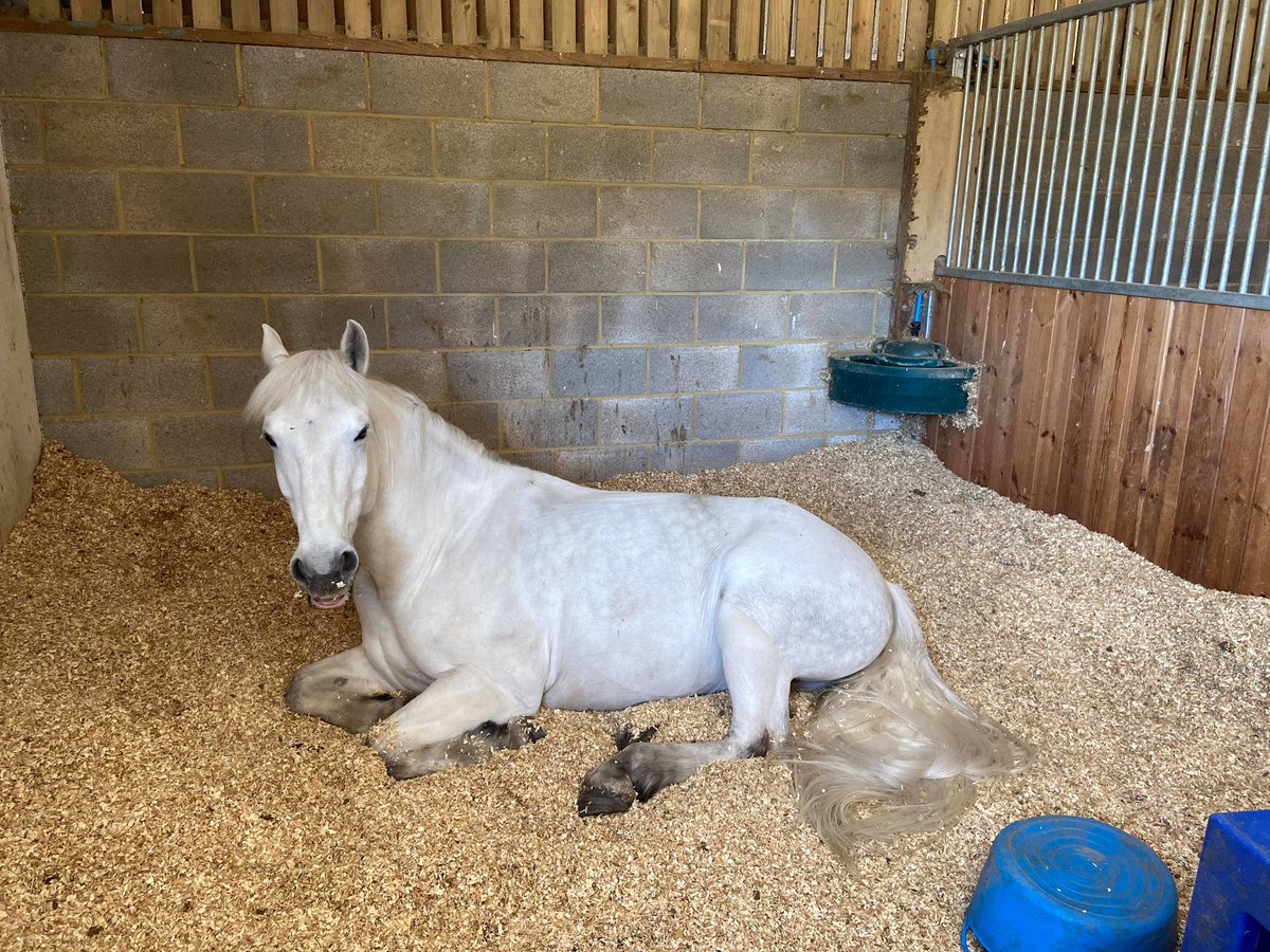 Bossy's Bibs tweet media