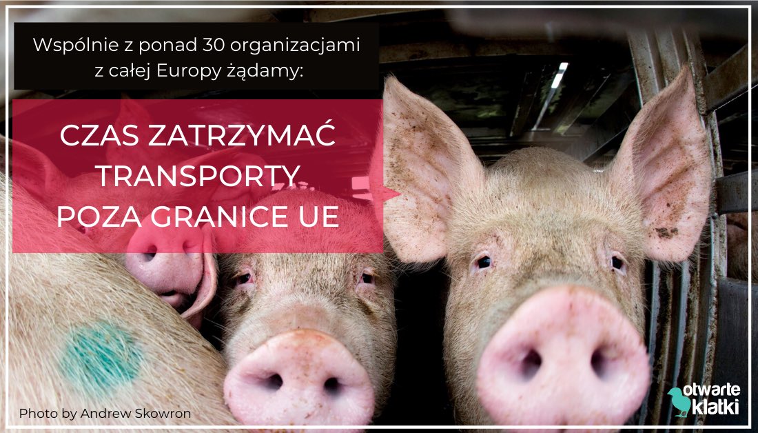 Otwarte Klatki tweet media