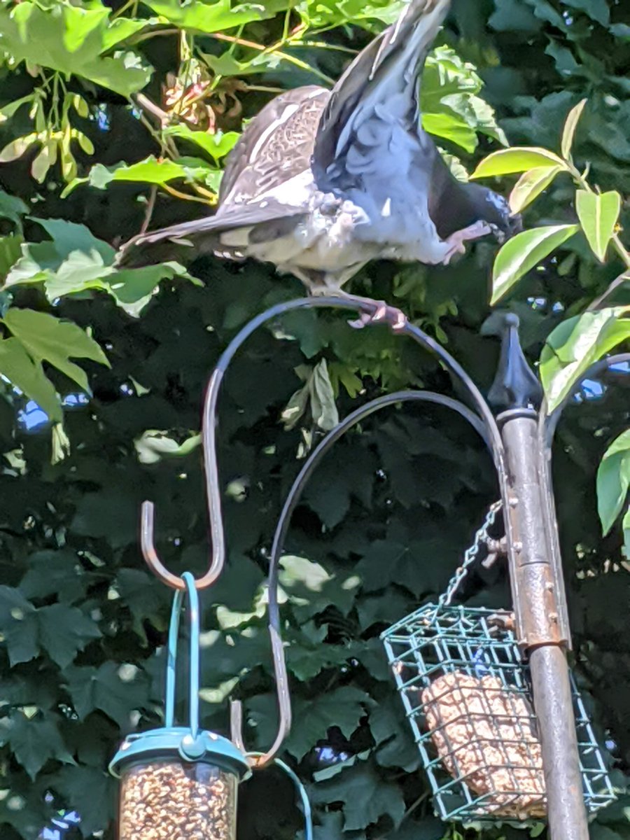 TheGreedyBirds's tweet photo. The one with the speckled head is definitely the clumsy one. https://t.co/aFj20QzSjX