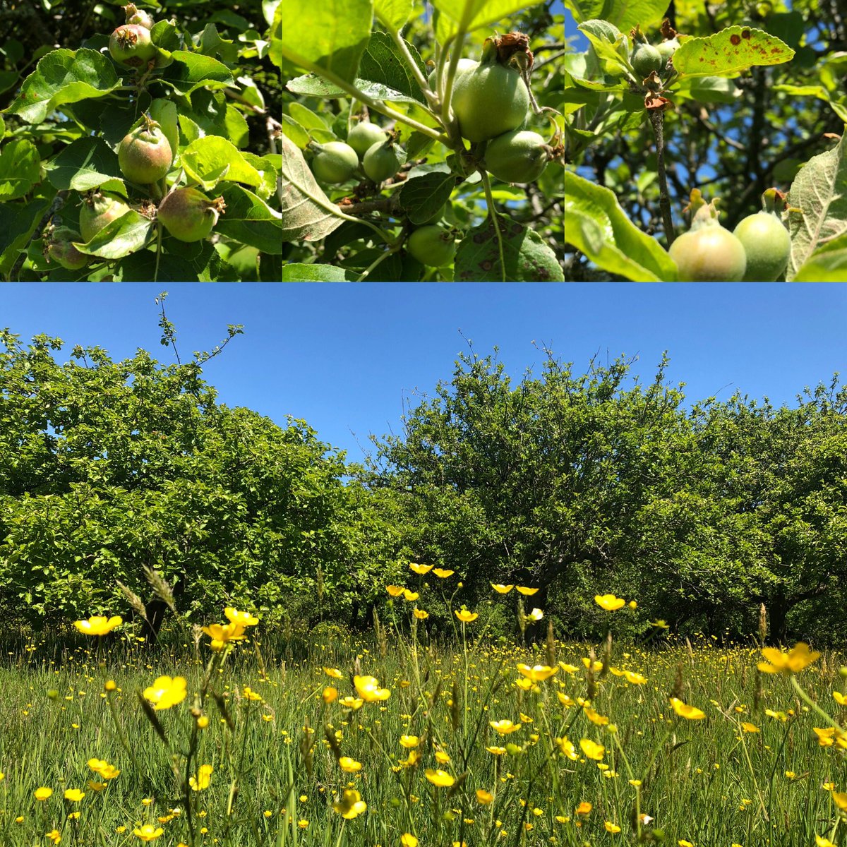 BEARDspoon's tweet photo. Lovely day for a wander through the orchard to see how the baby apples are doing! #kentish #realcider #orchards #oxney #apples https://t.co/joq0xvhyvr