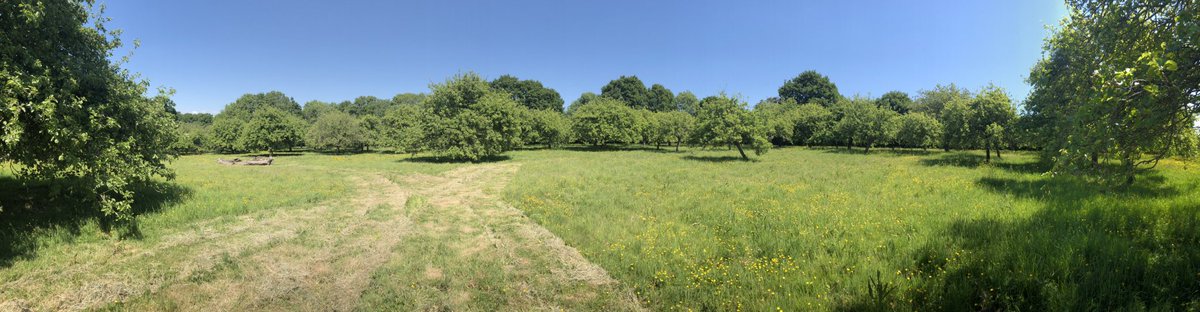 BEARDspoon's tweet photo. Lovely day for a wander through the orchard to see how the baby apples are doing! #kentish #realcider #orchards #oxney #apples https://t.co/joq0xvhyvr