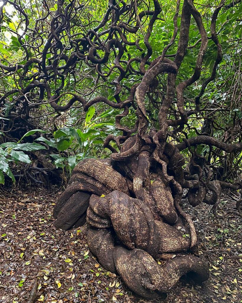aennorbleu's tweet photo. Entada rheedii tree, commonly know as African Dream Herb, or Snuff Box Sea Bean. Its seeds are used for dream enchantment 🍭
#treeoddity https://t.co/ai8WjP5mYC https://t.co/pNXLND3EVQ