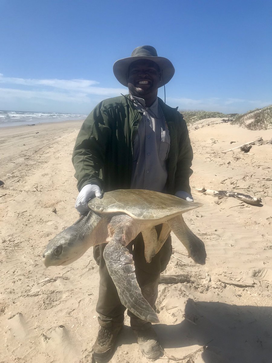 Some of the career opportunities that have developed from my   #blackinNature path. Include a Park ranger, An environmental educator, some stents as a Biological Technician, a Bat Biologist, and most recently a Endangered species observer and Graduate student.   #BlackBirdersWeek
