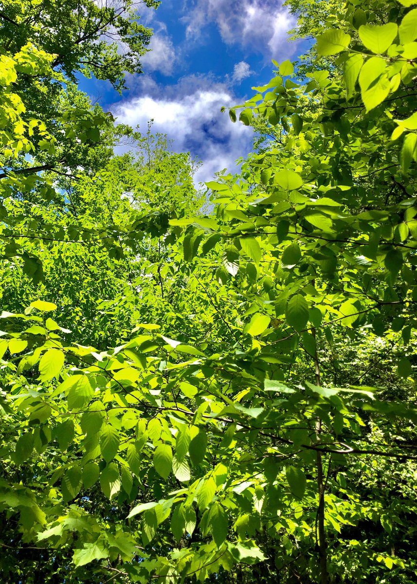 FishHardDave's tweet photo. With the recent rains, the canopy is filling in fast! #LifeInTheForest #OverheadCanopy https://t.co/KHWgRfqJ4W