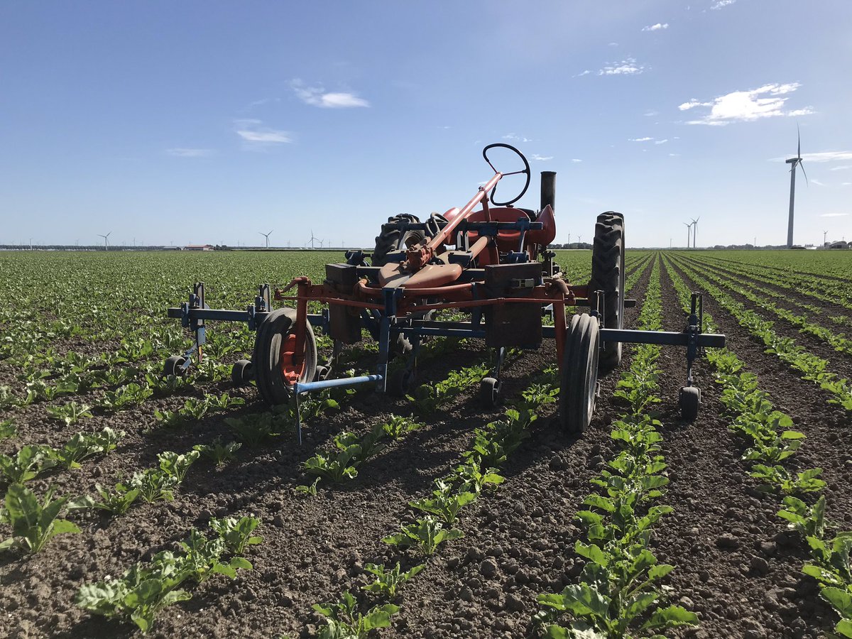 jurveenink's tweet photo. Van de week aan de slag geweest met de mooiste trekker van ons machinepark.. onze Allis Chalmers G met @HAKnl schoffelbalk 😍 om wat onkruid kwijt te raken in de suikerbieten 🌱🌱 #genieten #allischalmers https://t.co/JU3PhA32d1