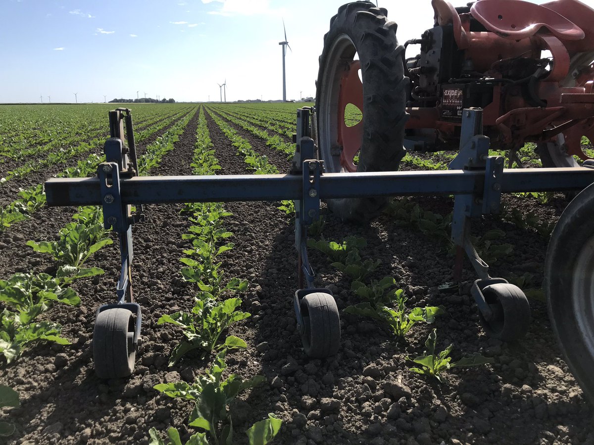 jurveenink's tweet photo. Van de week aan de slag geweest met de mooiste trekker van ons machinepark.. onze Allis Chalmers G met @HAKnl schoffelbalk 😍 om wat onkruid kwijt te raken in de suikerbieten 🌱🌱 #genieten #allischalmers https://t.co/JU3PhA32d1
