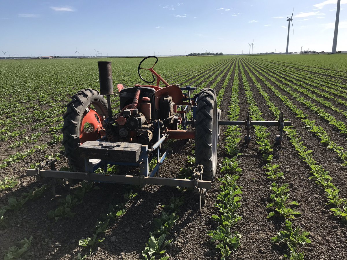 jurveenink's tweet photo. Van de week aan de slag geweest met de mooiste trekker van ons machinepark.. onze Allis Chalmers G met @HAKnl schoffelbalk 😍 om wat onkruid kwijt te raken in de suikerbieten 🌱🌱 #genieten #allischalmers https://t.co/JU3PhA32d1