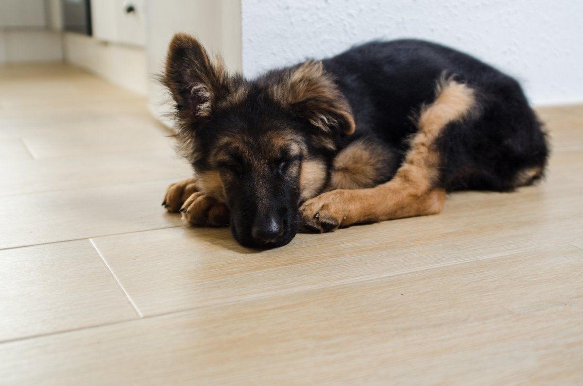 moldodorguykzoo's tweet photo. Let's be honest, we all take a lazy Sunday once in a while. π΄
#TheMoldGuy #BreakTheMold #MoldDetection #Sunday #LazyDay #LazySunday #Nap #ShepherdSunday #Puppy https://t.co/cSZ2P1lBWD