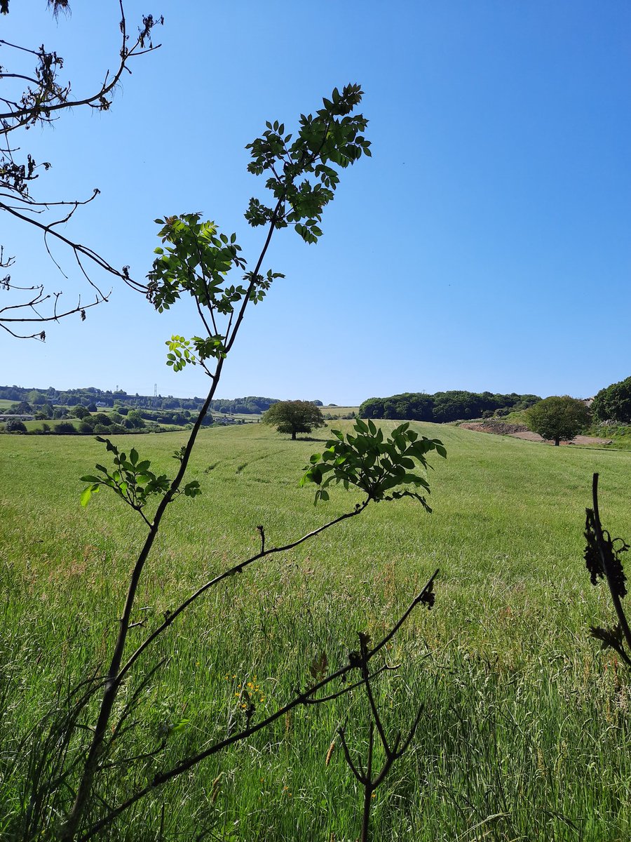 LeighSEdmondson's tweet photo. More #amazingscenery on today's #walk &amp; all on our #doorstep - we even saw a #wilddeer. A nice #coolbreeze today to stop us all #overheating 😎 #Calderdale #Elland #JaggerGreen #BroadCarr #OldLindley #Blackley #familytime #memories #SundayFunday #sunshine #discoveringnewfootpaths https://t.co/ww258L0ZB7