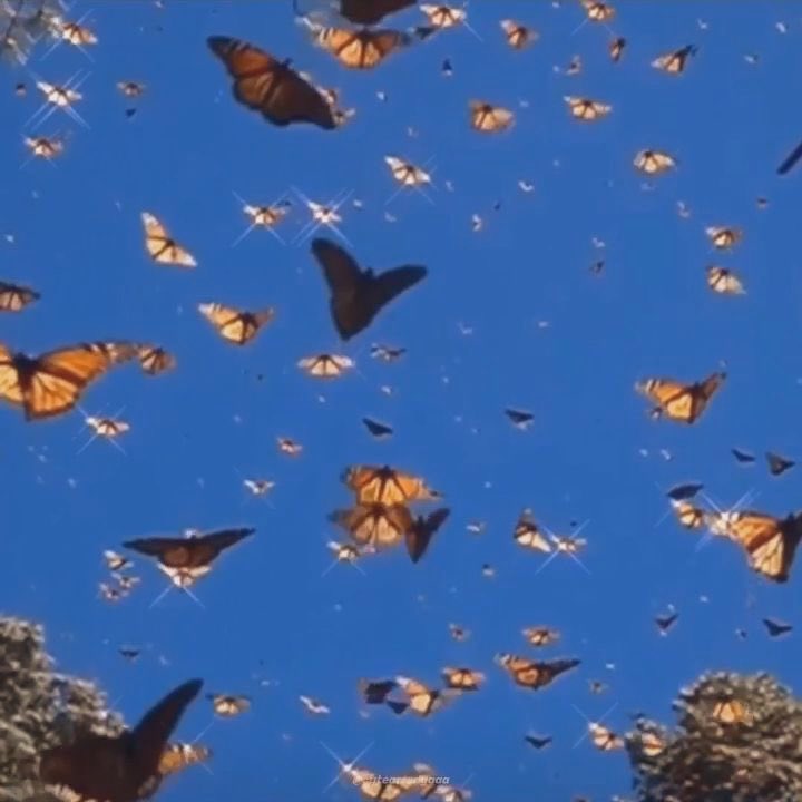 🦋𝑴𝒆𝒓𝒘𝒉𝒂𝒍𝒆🐋| tweet media