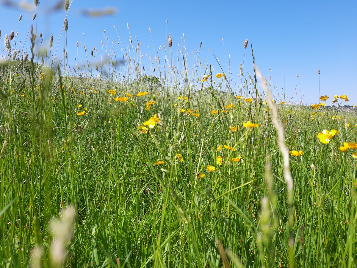 LeighSEdmondson's tweet photo. More #amazingscenery on today's #walk &amp; all on our #doorstep - we even saw a #wilddeer. A nice #coolbreeze today to stop us all #overheating 😎 #Calderdale #Elland #JaggerGreen #BroadCarr #OldLindley #Blackley #familytime #memories #SundayFunday #sunshine #discoveringnewfootpaths https://t.co/ww258L0ZB7