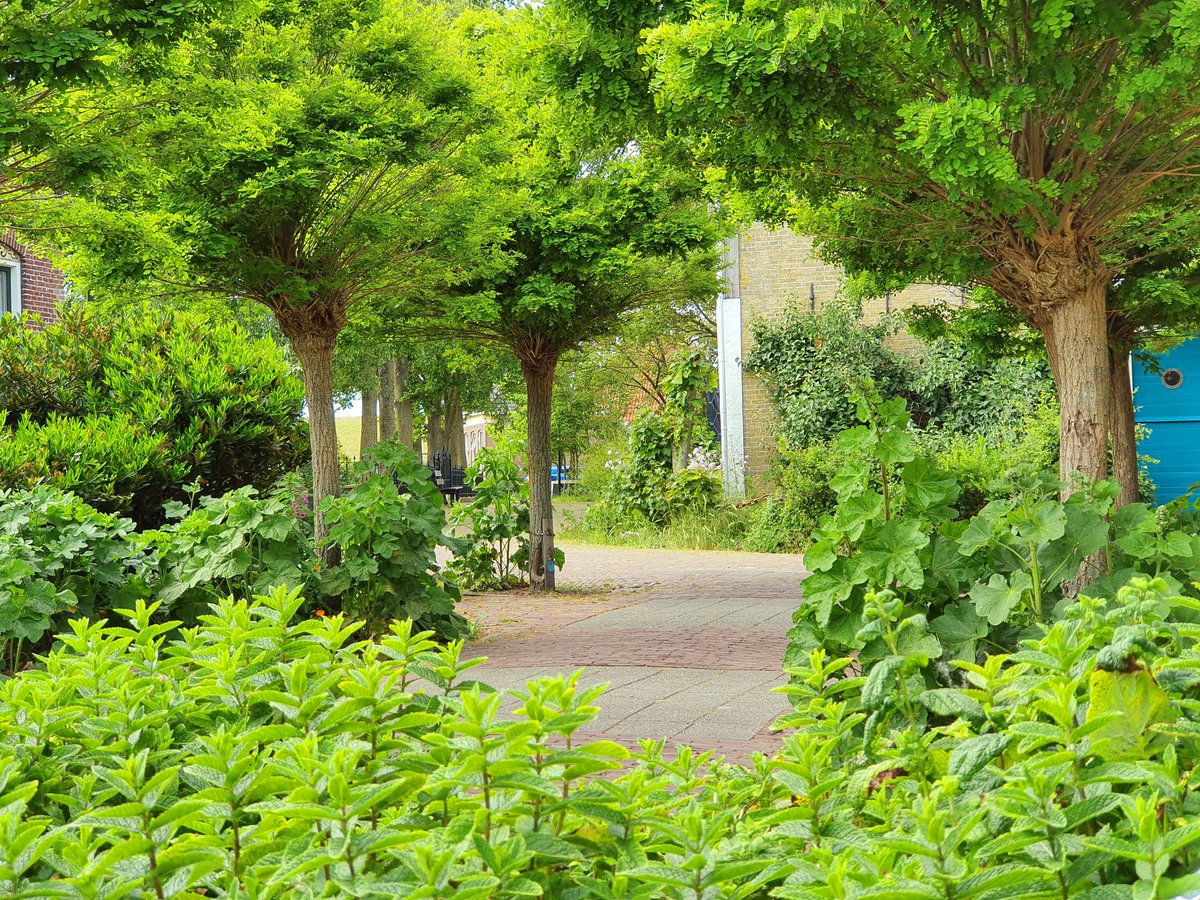 ArjaKastelein's tweet photo. In de luwte #dorpstuin #hardewind #voorjaarsdag https://t.co/ko84Qq2N6z