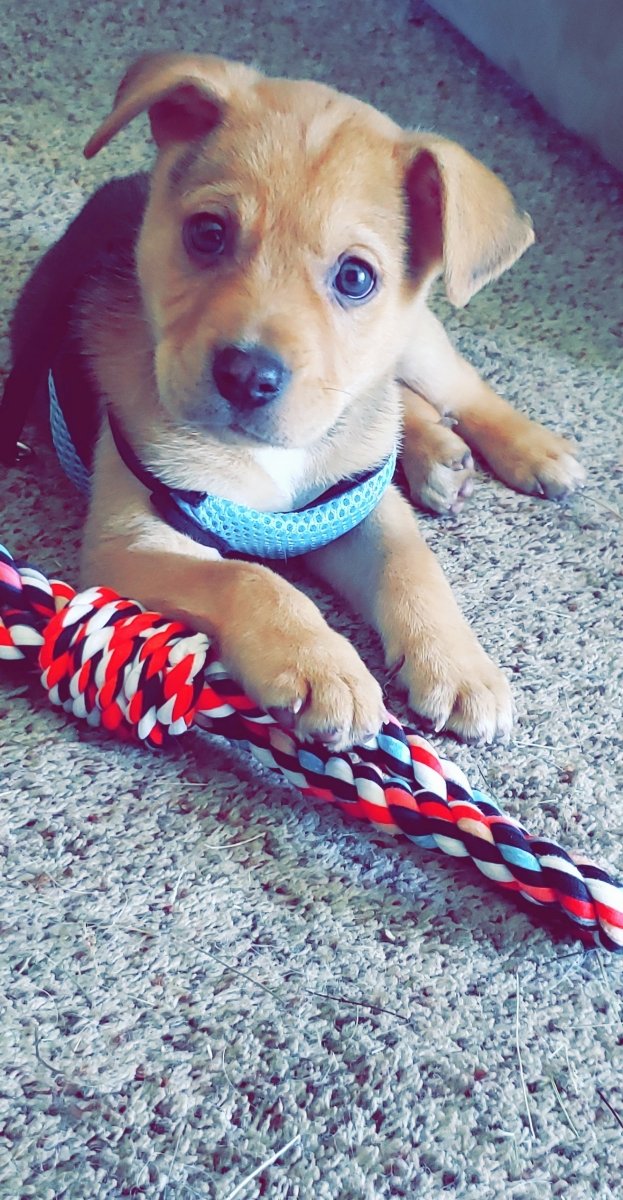 rollshibe's tweet photo. Henlo frens. Meet kippy 😊😊😊 https://t.co/UwoboWTwNu