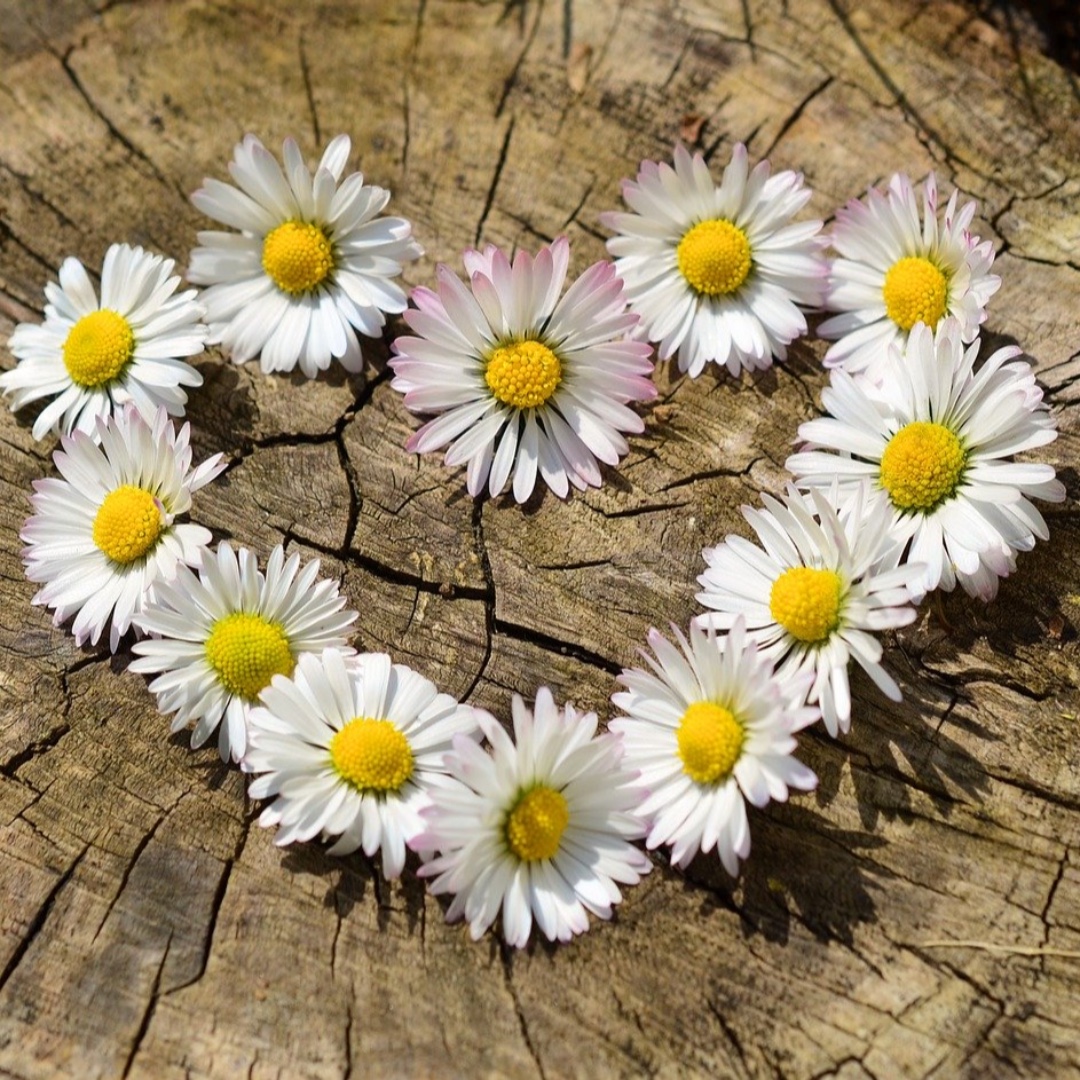 seed_ball's tweet photo. 30 Days Wild 🐝😍🌈🐜🐦🦋🦇🌸🐞💛
Have you signed up for #30DaysWild? @WildlifeTrusts campaign to get us all doing something wild every day in June. Grab an info pack from their website:
https://t.co/j3hzMrQdpN
#WildJune #RefillTheWorldWithPollinators #Seedball #WildlifeTrust https://t.co/oK5IjZrxDB