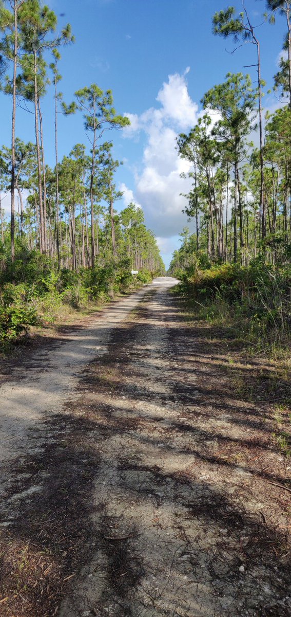 I work as a Science Officer at my country's national parks agency. I call myself a tropical ecologist and consider myself a generalist! I'm really into terrestrial ecology and making maps these days. #BirdingWhileBlack #BlackInNature #TheBahamas🇧🇸