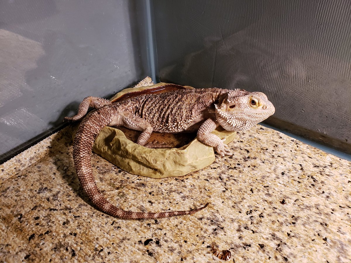 Drgnfly5931's tweet photo. Thanks for the water, now I shall poop in it. ๐ฆ
#yaddle #beardeddragon #reptile #pet #lizard #scalebaby #dragon #reptilelife https://t.co/ffLrQUdAgX
