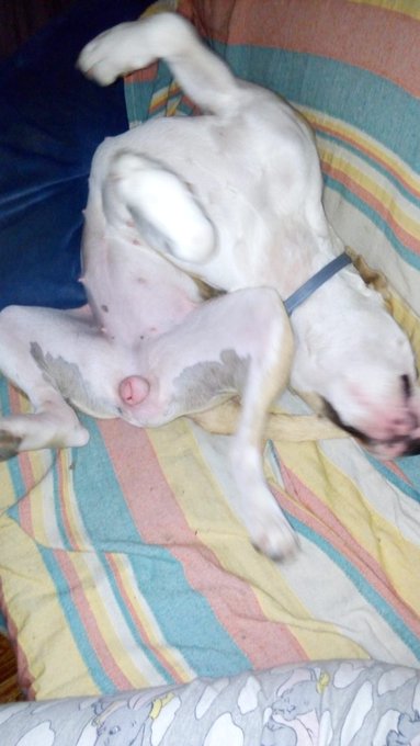 Cuando tu perra intenta hacer lo mismo que tu y crees que est&aacute; pose&iacute;da y en ese momento te das cuenta<a href="/tag/salaagora"class="tags"><span>#salaagora</span></a>