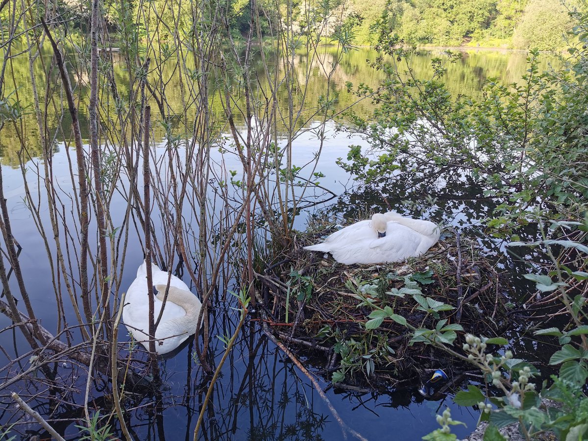 sarah_mnstr's tweet photo. Devastated tonight. Since lockdown began we've been watching this swans nest in our local woodland. The eggs were due to hatch any day now. Last night someone threw paving slabs onto the nest, scaring away the parents and crushing the eggs.

I've had enough of people, we're scum. https://t.co/IASiYe3R3S