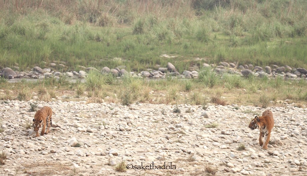 Saket_Badola's tweet image. Since #SocialDistancing is the new normal now. 🤷🏻‍♂️
#unlockone #StaySafeStayHealthy @WWF_tigers @natgeowild