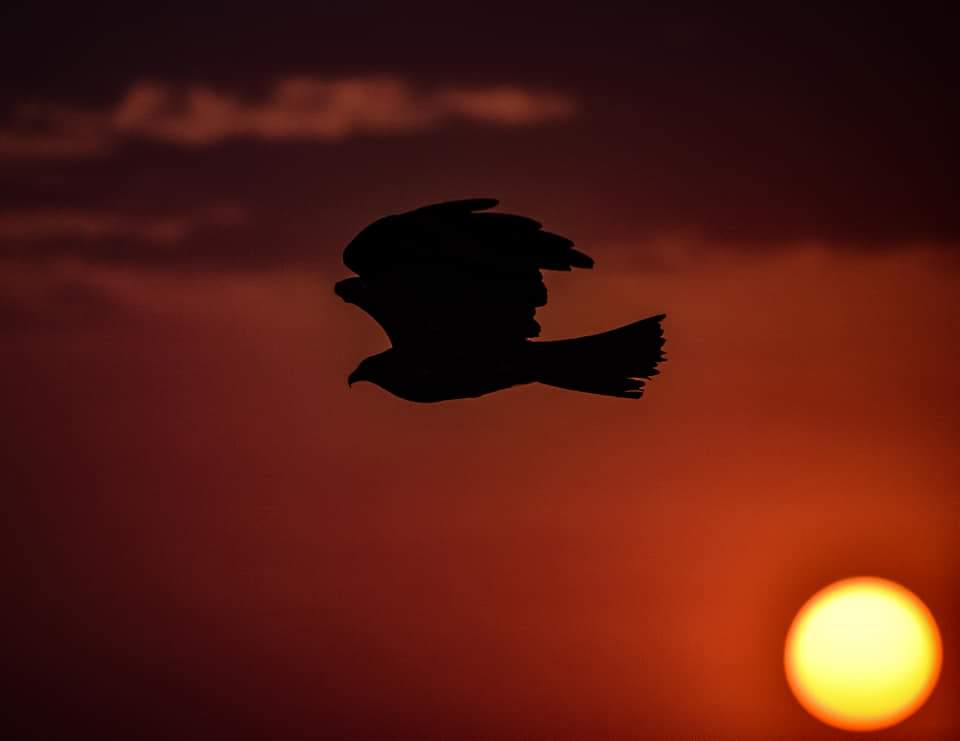 SachinKr_Bhagat's tweet photo. Black Eared Kite :)
#EveningCapture #birding #photography #photographylover #hobby 
@ParveenKaswan @susantananda3 https://t.co/uXEq4UoXY4