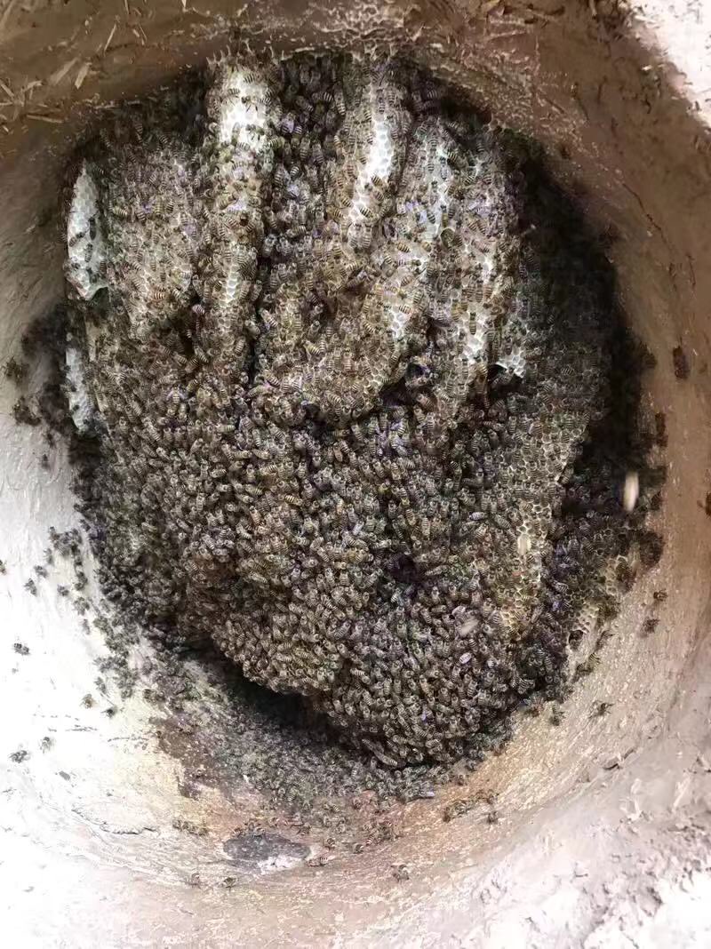 Dr. Hongmei Li-Byarlay @libyarlaybeedr.bsky.social tweet media