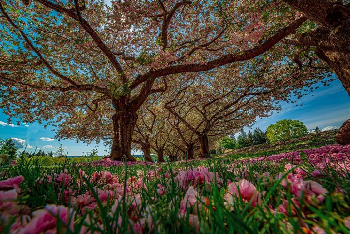 Vancouver_USA's tweet photo. May showers bring… 🤔 Can you believe tomorrow is the first day of June?
#SWWAViewsToYou #DiscoverVanUSA #LastDayOfMay @ClarkCollege
📸: Daniel Jones (IG: pnw.adventures.82) https://t.co/Xb9GzhnGpm