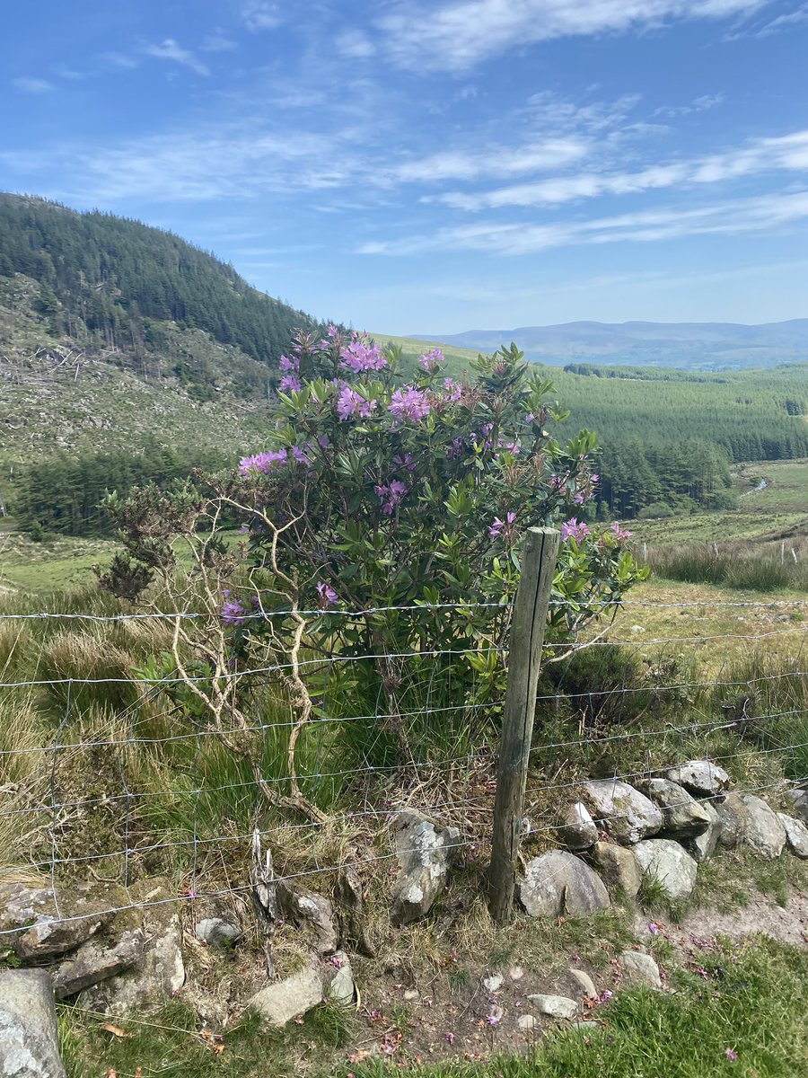 mshanley_m's tweet photo. #junebankholiday2020 with a difference! Im usually on pilgrimage in Lourdes with @CloyneLourdes Thinking of all #lourdesfamily❤️ over these few days! Exploring #countryside #purplesplashedongreen #hills #lakes #halfwaytokillarney #socialdistancewalks #staysafe #blownaway https://t.co/UZA30zXkpu