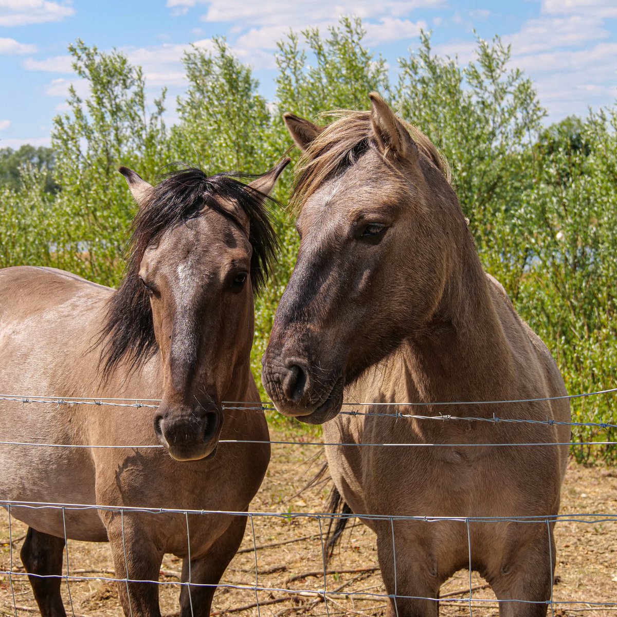 GillPrincePhoto's tweet photo. Lovely to get up close to the Konik ponies at the #FloodplainForest Nature Reserve in #MiltonKeynes today 😊 @AndyLingwood @TheParksTrust @_MiltonKeynes @kentomkinsmcdmk @JoMcclaren @mkfuturenow #konikponies #lovemk #unexpectedmk https://t.co/FvzIdGsGDL