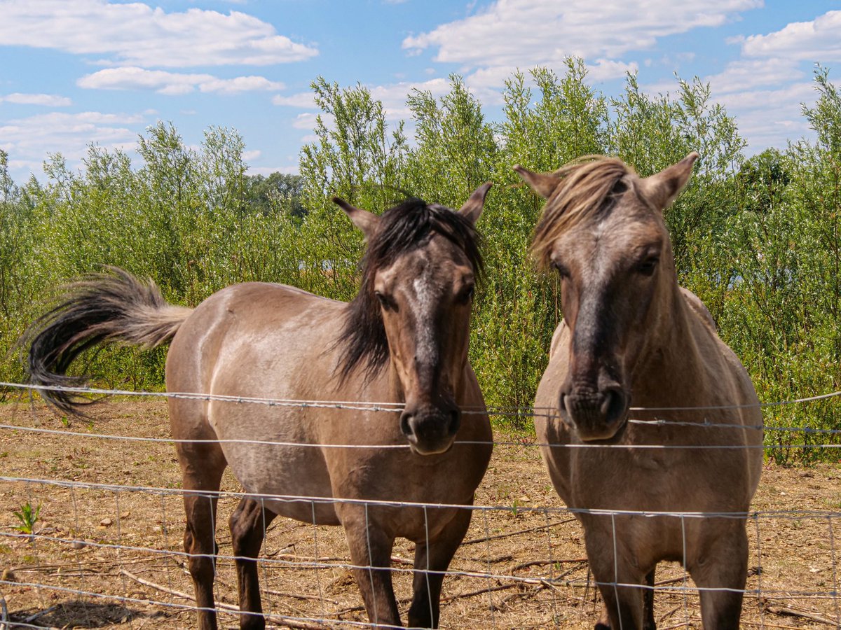 GillPrincePhoto's tweet photo. Lovely to get up close to the Konik ponies at the #FloodplainForest Nature Reserve in #MiltonKeynes today 😊 @AndyLingwood @TheParksTrust @_MiltonKeynes @kentomkinsmcdmk @JoMcclaren @mkfuturenow #konikponies #lovemk #unexpectedmk https://t.co/FvzIdGsGDL