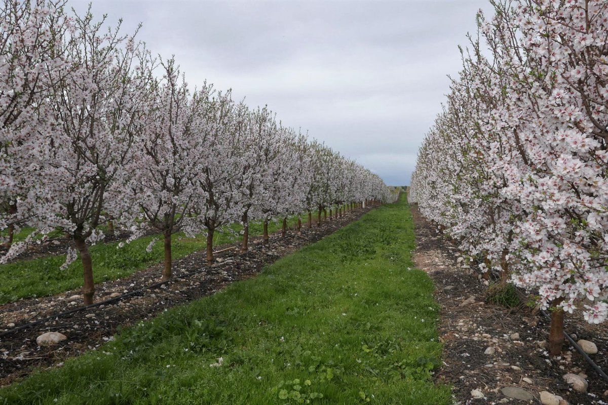 📌Curso sobre el manejo de #suelos: Nutrición, riego y microbiota en cultivos leñosos sostenibles. Investigadores del <a href="/CITAAragon/">CITA Aragón</a> imparten este curso organizado por <a href="/Coiaanpv/">Colegio Agrónomos</a> 
📅1 a 3 de junio ⏰1 y 2 de 15.30 a 19h. (1 y 2). 3 de 16  a 19.30h.

Más info: bit.ly/3euYTD4