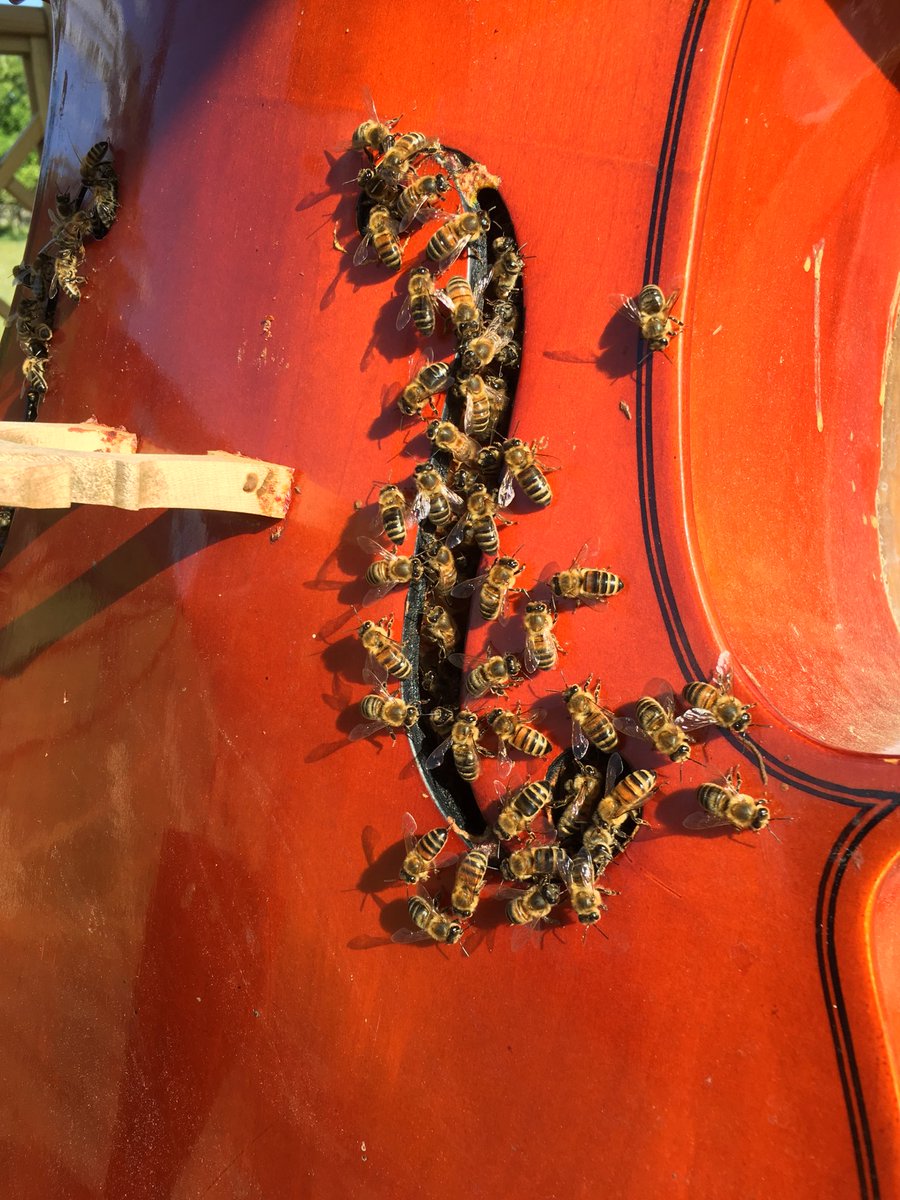 bencsik_deirdre's tweet photo. Lovely day to get out into the sun...!๐๐๐#beecello #cellofullofbees https://t.co/M4wF6cfhfP