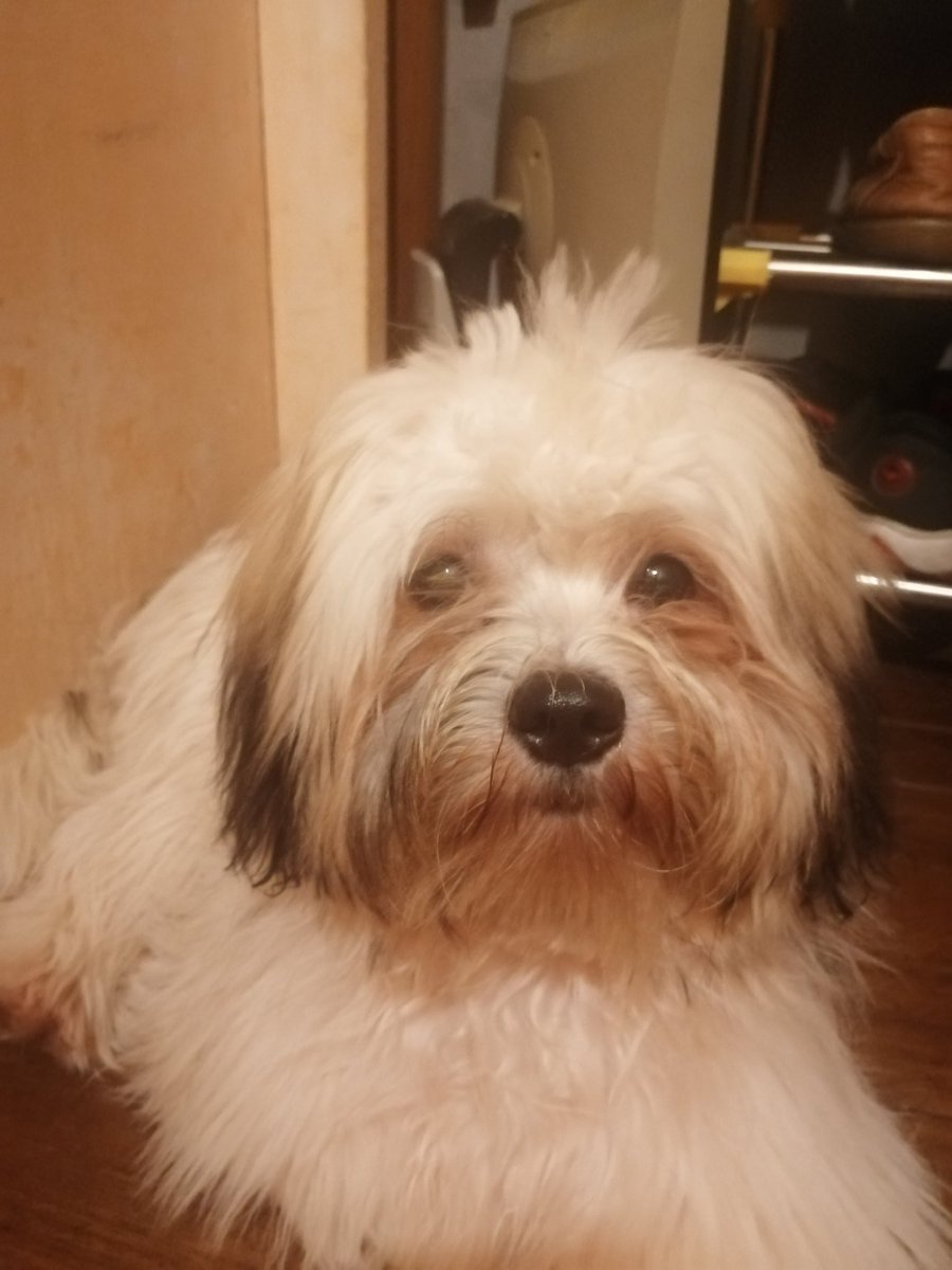 AllMoonshine's tweet photo. I'm so in love with you Chubs🥰🐶 https://t.co/4g8W97ZjcW